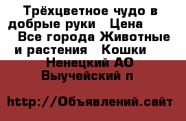 Трёхцветное чудо в добрые руки › Цена ­ 100 - Все города Животные и растения » Кошки   . Ненецкий АО,Выучейский п.